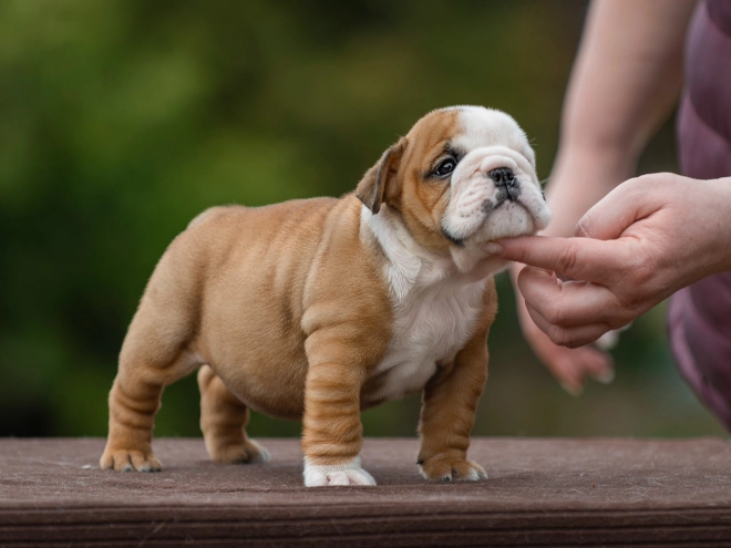 Bulldog puppy for sale