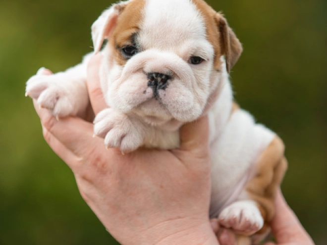 Bulldog puppy for sale