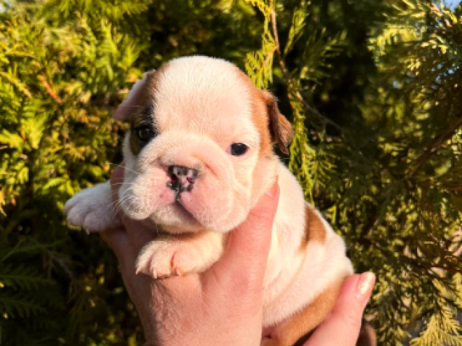 Bulldog puppy for sale