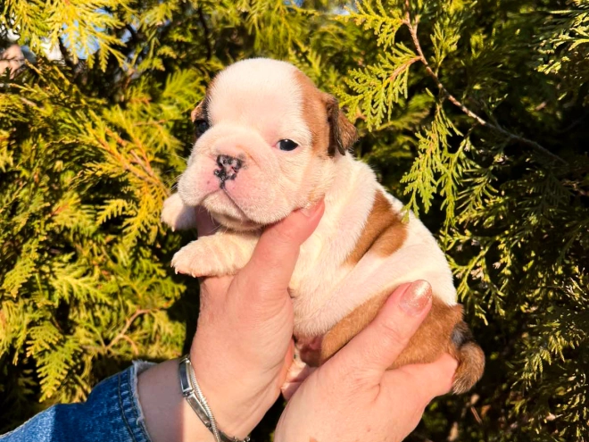 Bulldog puppy for sale