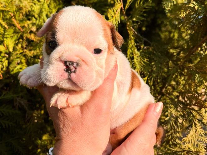 Bulldog puppy for sale