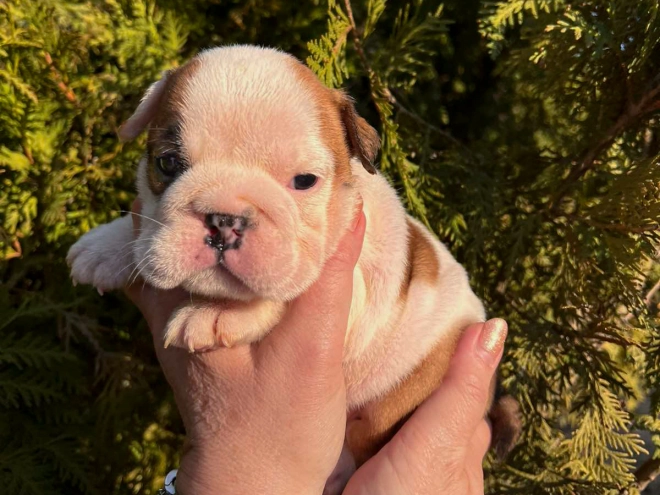 Bulldog puppy for sale