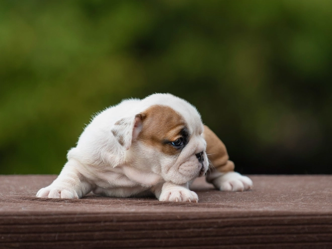 Bulldog puppy for sale