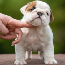 Bulldog puppy for sale