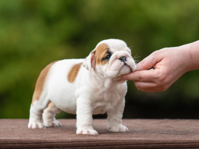 Bulldog puppy for sale
