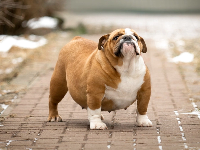 Bulldog puppy for sale
