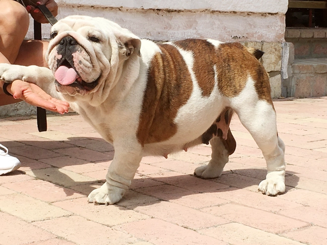 Perros Bulldog en venta