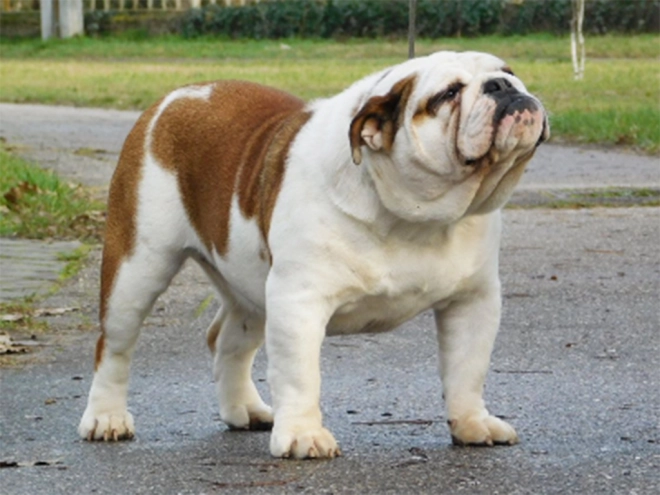 Bulldogge Welpe kaufen