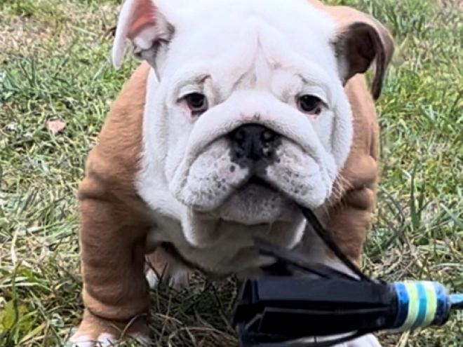 Perros Bulldog en venta