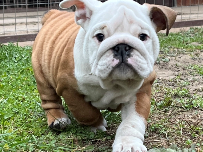 Perros Bulldog en venta