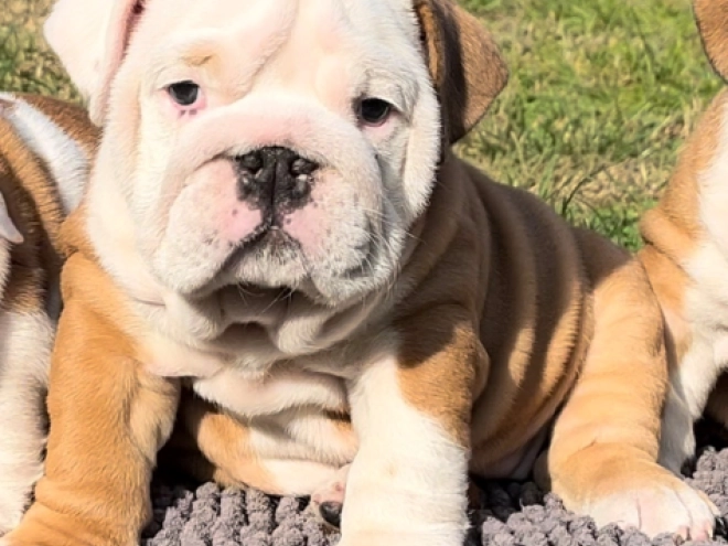 Perros Bulldog en venta