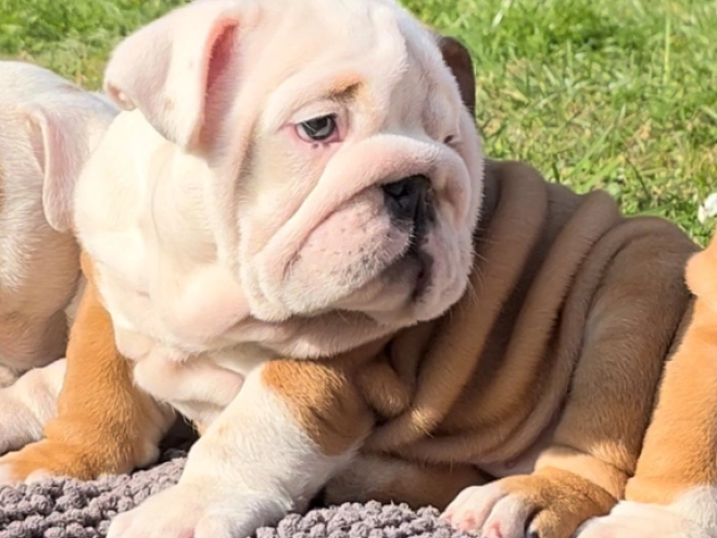 Perros Bulldog en venta