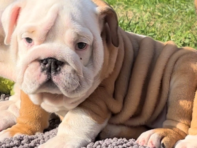 Perros Bulldog en venta