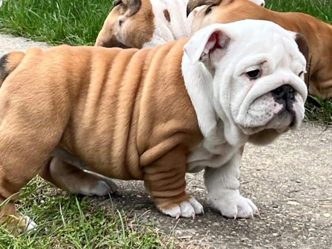 Perros Bulldog en venta