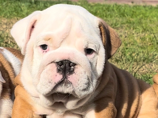 Perros Bulldog en venta