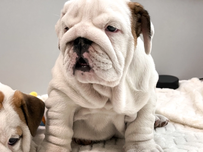 Bulldogge Welpe zu verkaufen