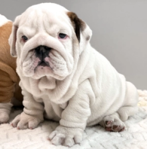 Bulldogge puppy