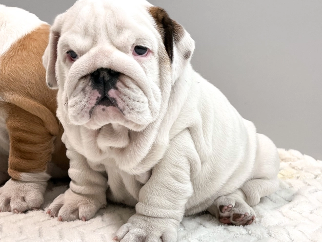 Bulldogge Welpe zu verkaufen