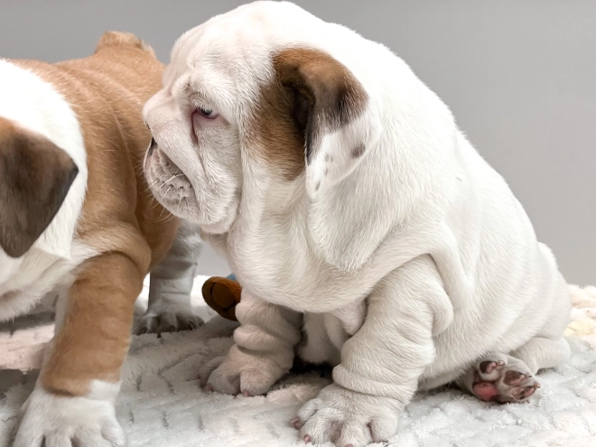 Bulldogge Welpe zu verkaufen