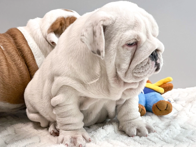 Bulldogge Welpe zu verkaufen