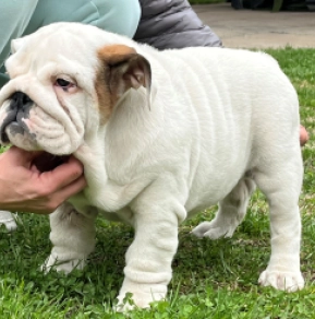 Bulldog puppy for sale