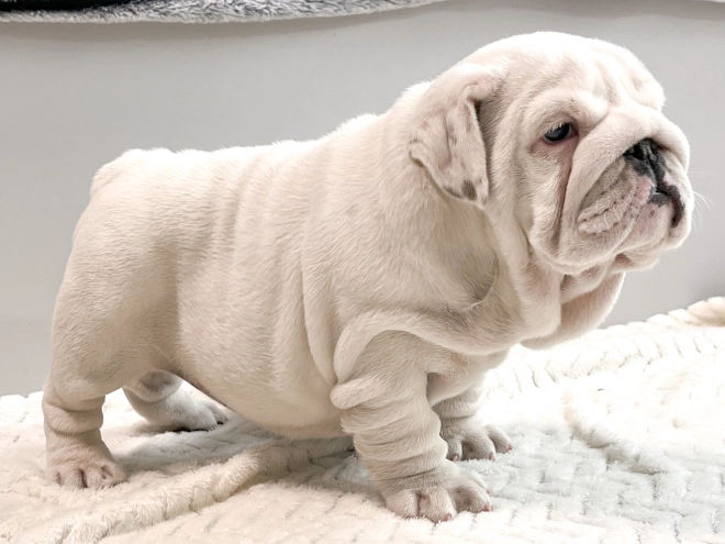Bulldogge Welpe zu verkaufen