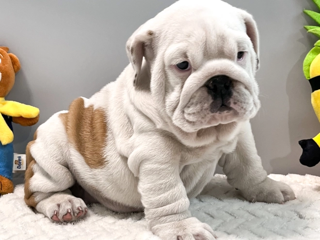 Bulldog puppy for sale