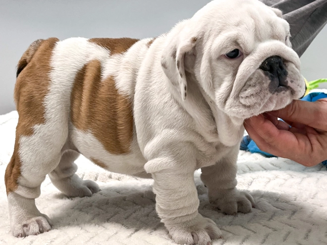Bulldog puppy for sale