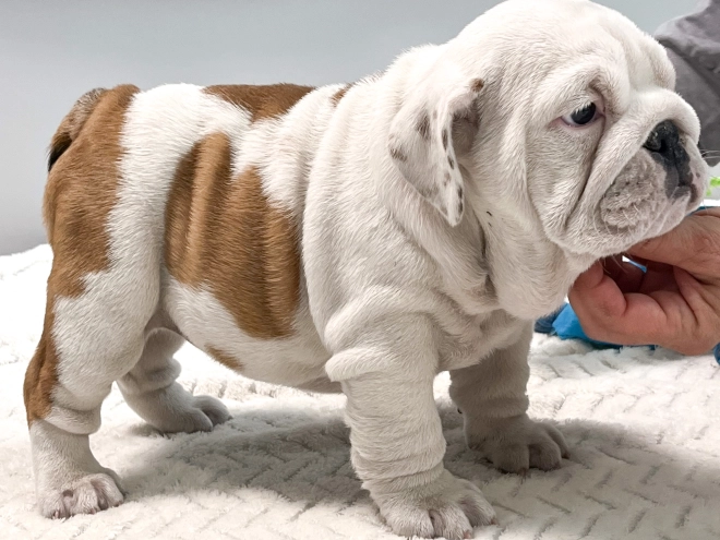Bulldog puppy for sale