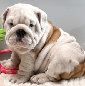 Perros Bulldog en venta