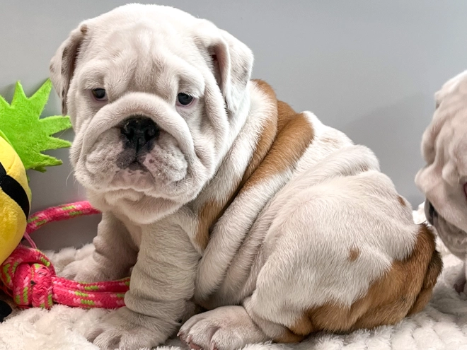Bulldog puppy for sale