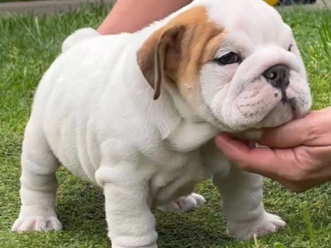 Bulldogge Welpe kaufen