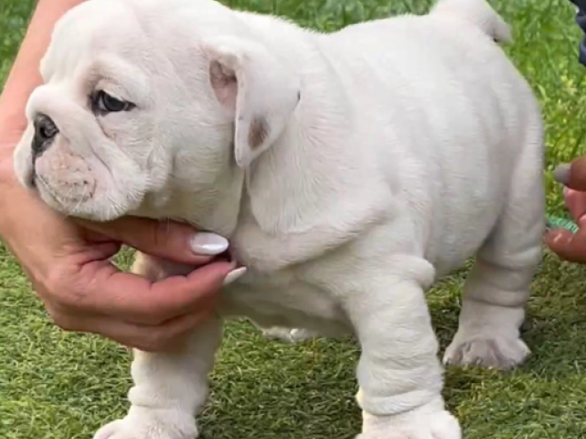 Bulldogge Welpe kaufen