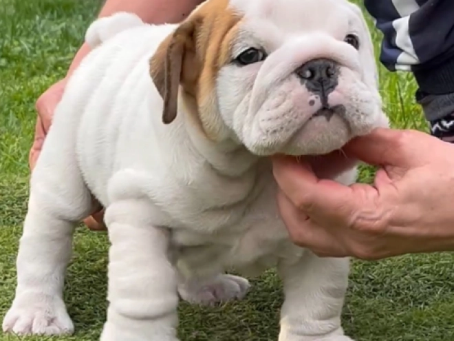 Bulldogge Welpe kaufen