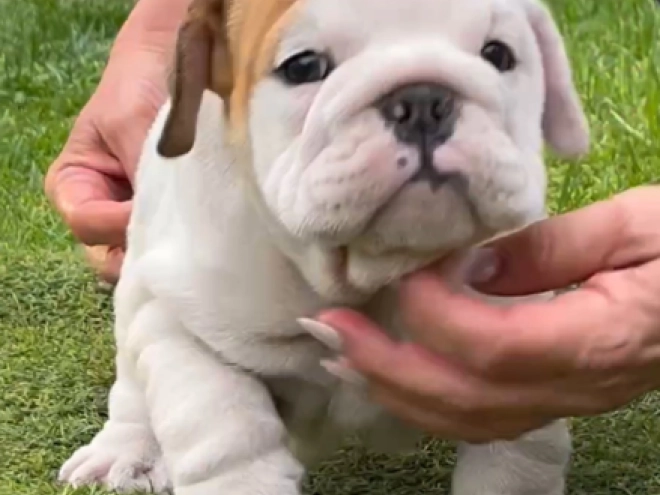 Bulldogge Welpe kaufen