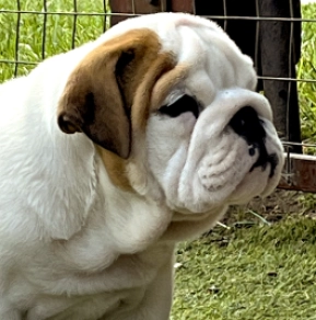 Perros Bulldog en venta
