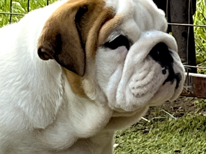 Bulldogge Welpe kaufen