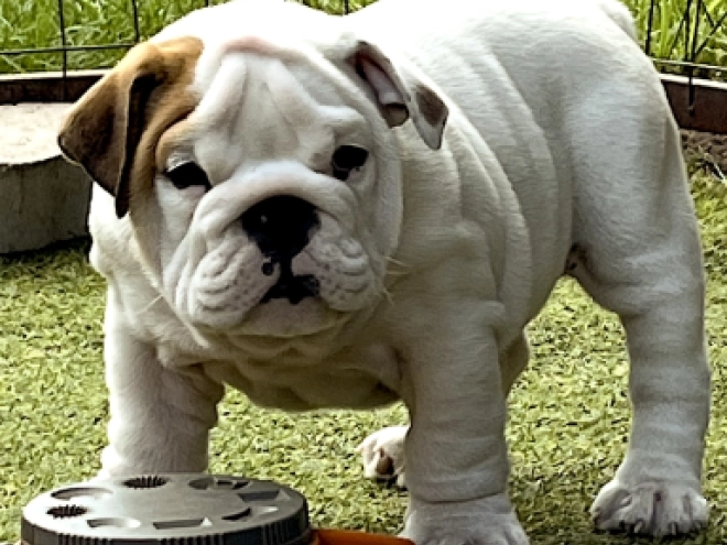 Bulldogge Welpe kaufen