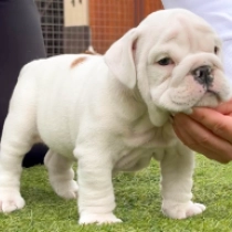 Bulldog puppy for sale