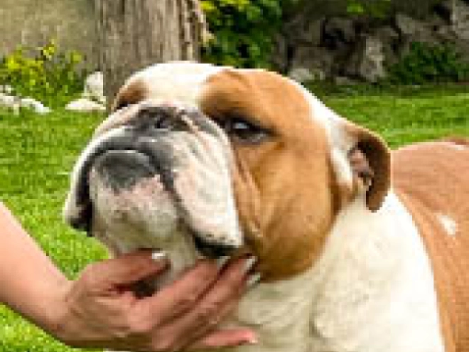 Bulldogge Welpe kaufen