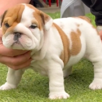 Bulldog puppy for sale