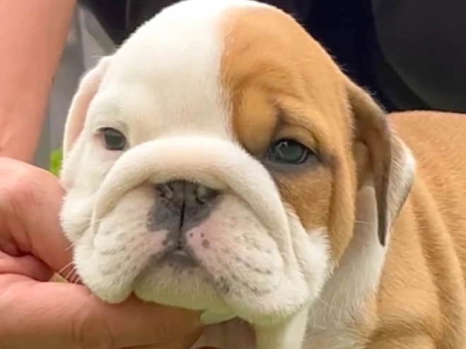 Bulldogge Welpe kaufen