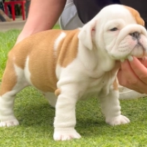 Pretty, red and white Bulldog for sale