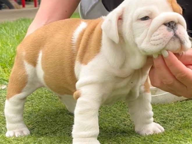 Bulldogge Welpe kaufen