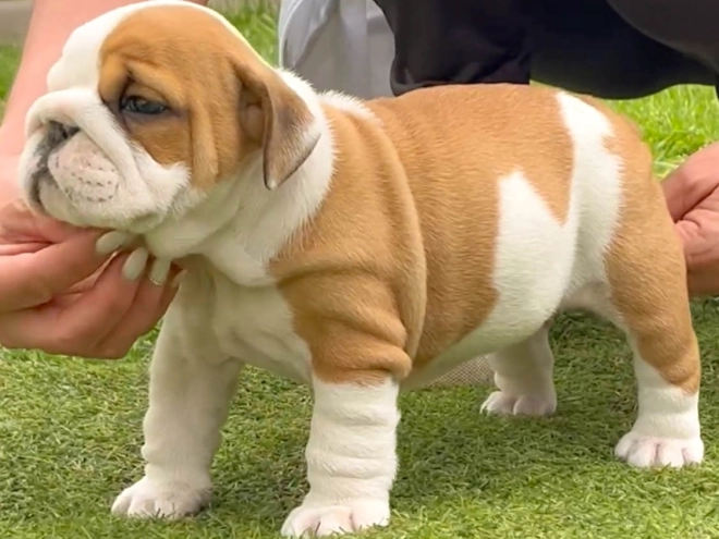 Bulldogge Welpe kaufen