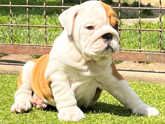 Bulldogge Welpe kaufen