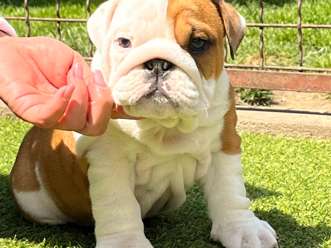 Bulldogge Welpe kaufen
