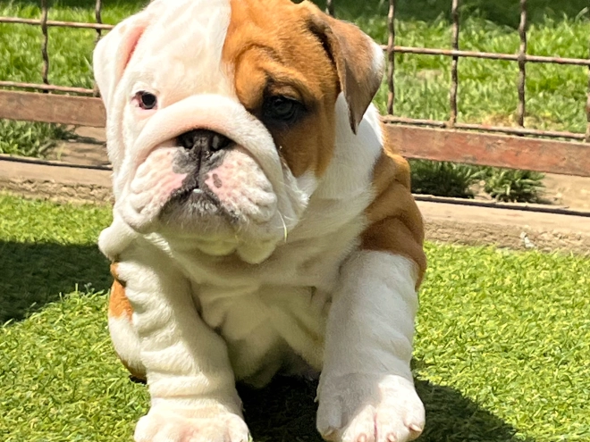 Bulldogge Welpe kaufen