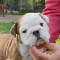 Prada, red and white Bulldog for sale