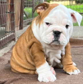 Perros Bulldog en venta